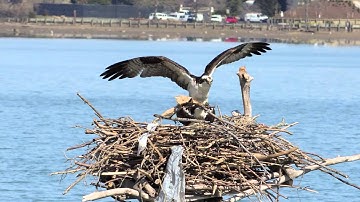 Osprey Love Nest