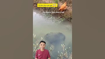 Cẩn thận khi câu cá lóc bông #cacconvat #docla #fishing