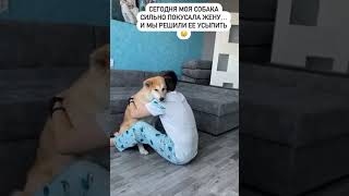 Собака Покусала Жену