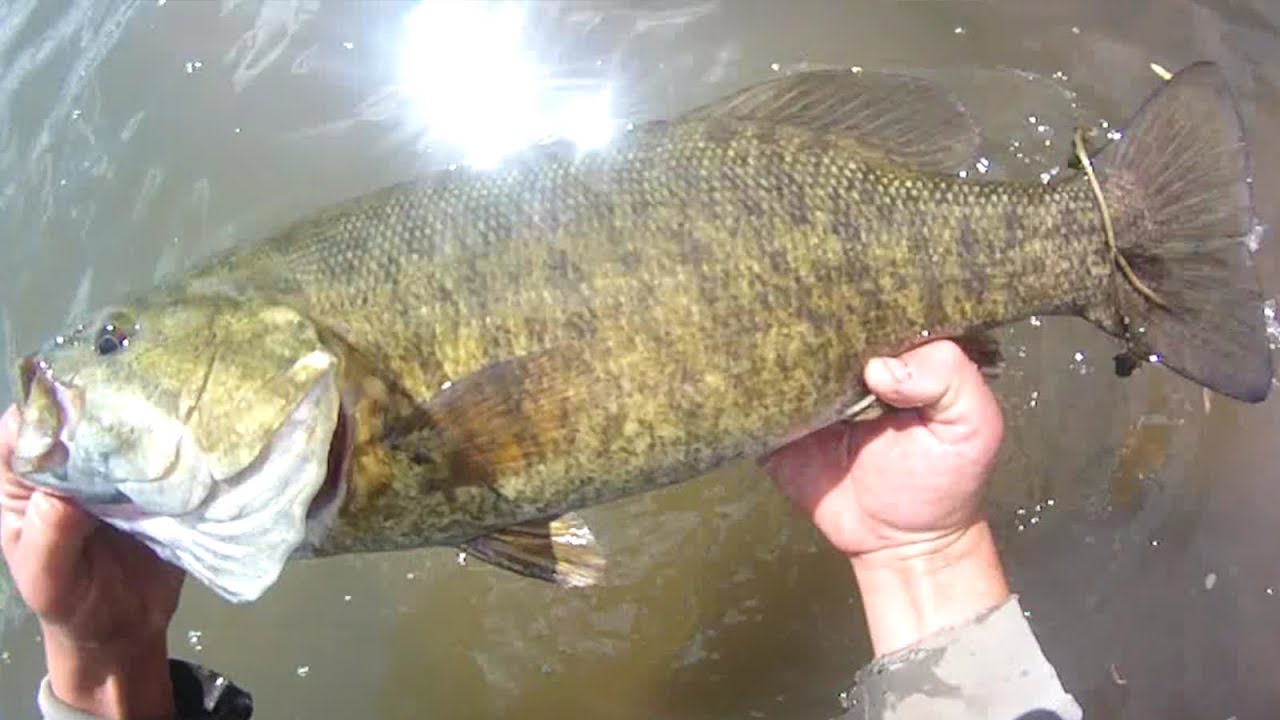 Lure Fishing 108 Big Smallmouth Bass Tube Jig Fishing YouTube