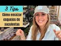 👩🏼‍🌾 3 Formas de curar los cortes (esquejes) de tus suculentas favoritas