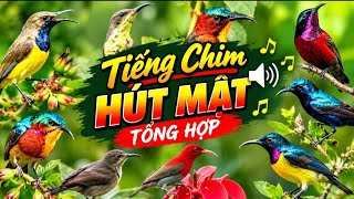 Tiếng hút mật tổng hợp | tổng hợp tiếng hút mật | hút mật 5 màu_ xác pháo | hút mật 7 màu_ xanh tím 