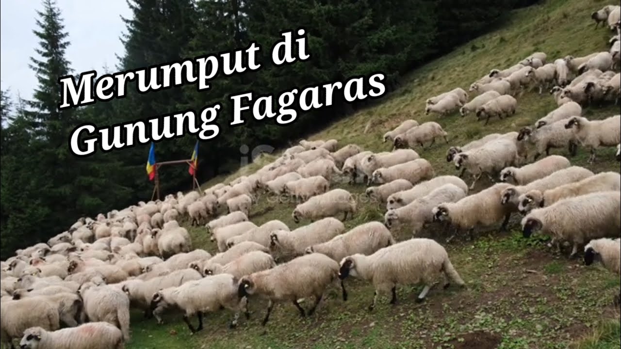 Video kehidupan peternakan Domba merumput di kawasan (FAGARAS) Rumania 
