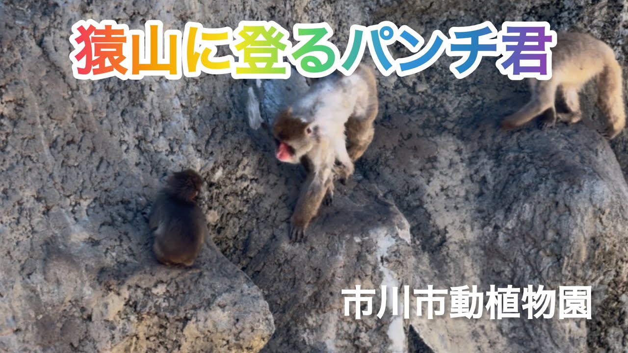 【最新】猿山に登るパンチ君🐒市川市動植物園