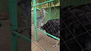 வியக்கவைக்கும் வெளிநாட்டு பறவைகள் |  DODO Island World Exotic Birds Park | Rameshwaram