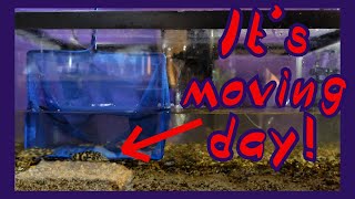 Yoyo Loaches Go To Their &quot;Forever Tank&quot;