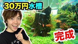 【30万円水槽】ついに完成したぞー！見てくれー！【マスオのアクアリウム】
