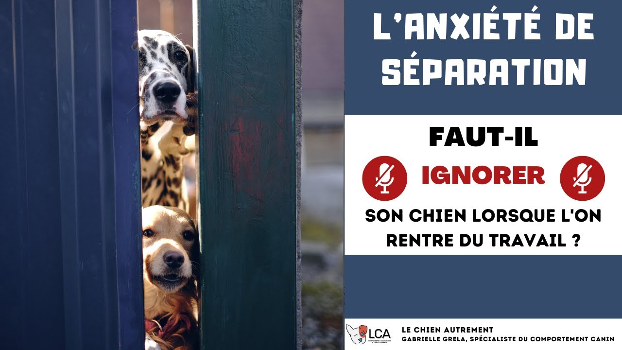 Faut-il ignorer son chien lorsque l'on rentre du travail ?
