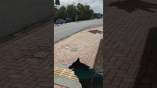 Belgian Shepherd Reaction to the Walk Signal