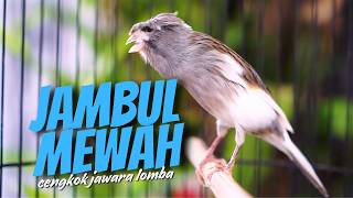 KENARI JAMBUL CENGKOK JAWARA - MASTERAN KENARI ISIAN BLACKTHROAT GACOR SUARA JERNIH CEPET MASUK