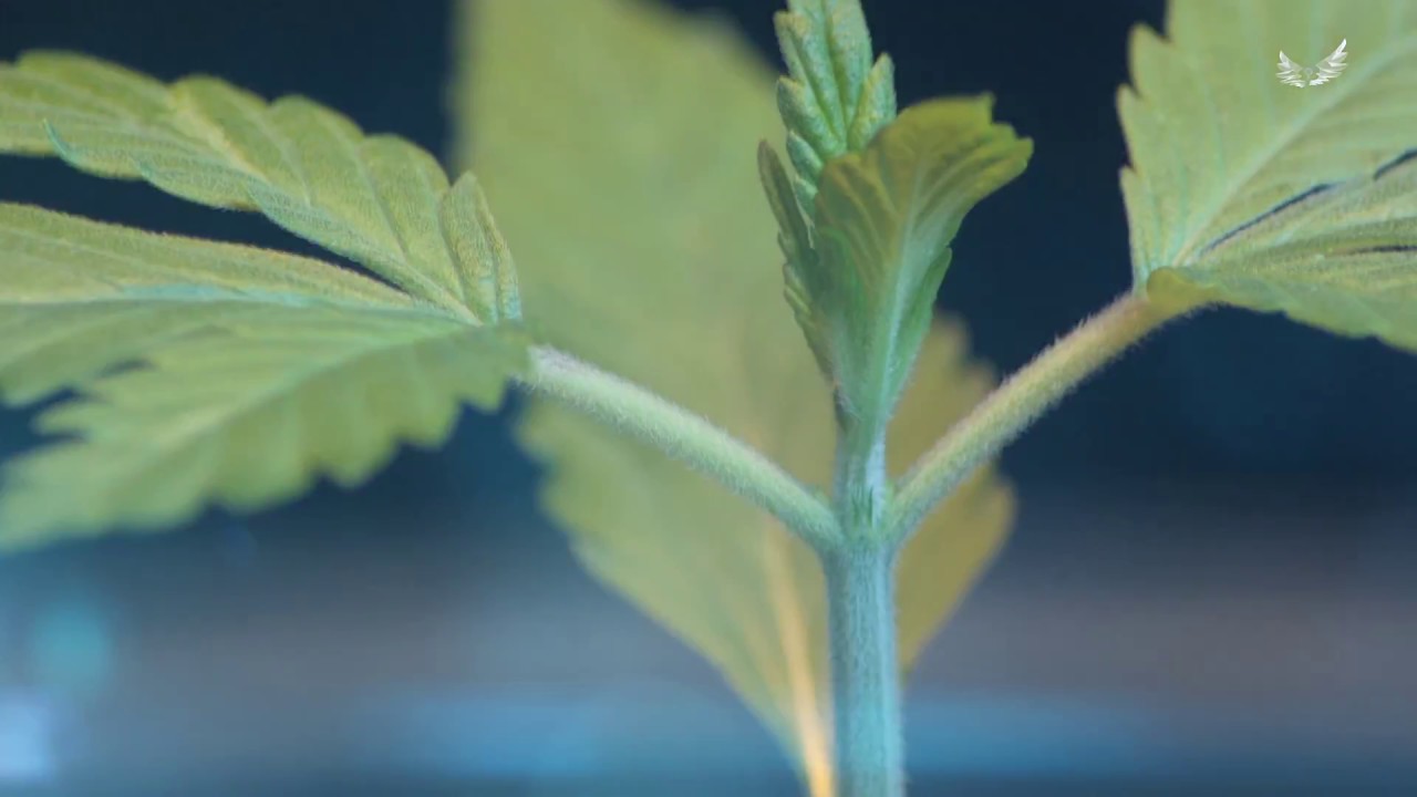 CRITICAL#47 TIMELAPSE - INDICA by POSITRONICS SEEDS