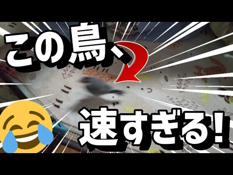 【文鳥】最速！？この鳥、速すぎるっ！😂