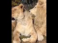 Lion's Love
