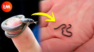 The SMALLEST SNAKES In The World