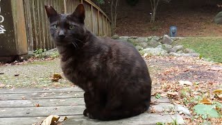 森の奥深くの東屋にいた野良猫達、警戒してるのかと思ったら意外に人懐っこい猫もいた!