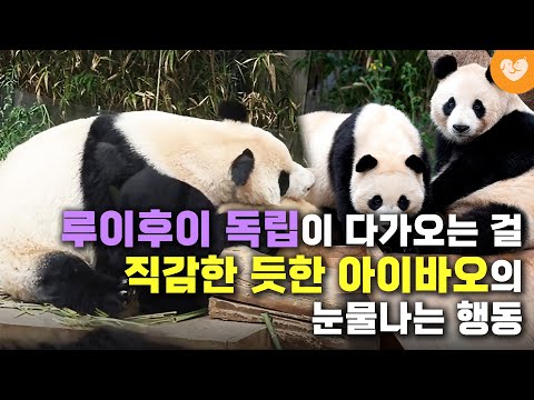 루이바오 후이바오의 독립이 가까워진 걸 알고 있는 듯한 아이바오의 <strong>눈물나는</strong> 행동