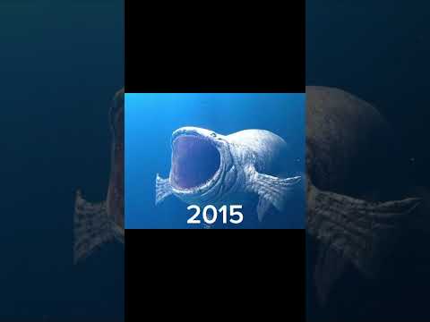 Evolution of Bloop