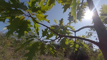 Maple Tree Swaying from the Wind on the Background of the Setting Sun in 4K Ultra HD