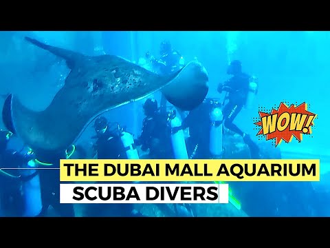 THE DUBAI MALL AQUARIUM SCUBA DIVERS