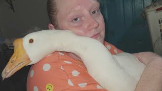 Iowa Woman Fights To Keep Emotional Support Goose