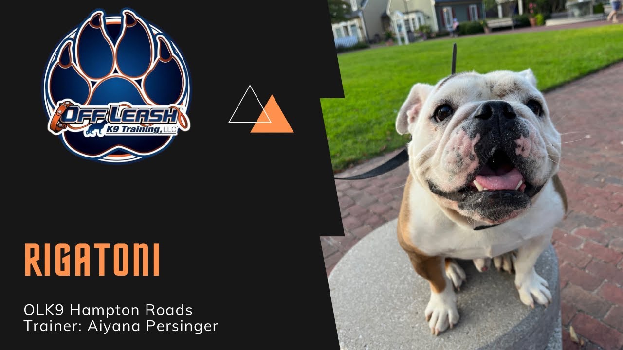 3 Year Old English Bulldog | Rigatoni | Awesome Obedience Transformation