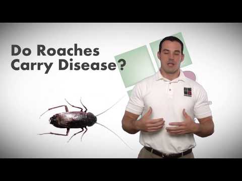 Do Roaches Carry Disease - Bulwark Exterminating Roach Control - video from Bulwark Exterminating