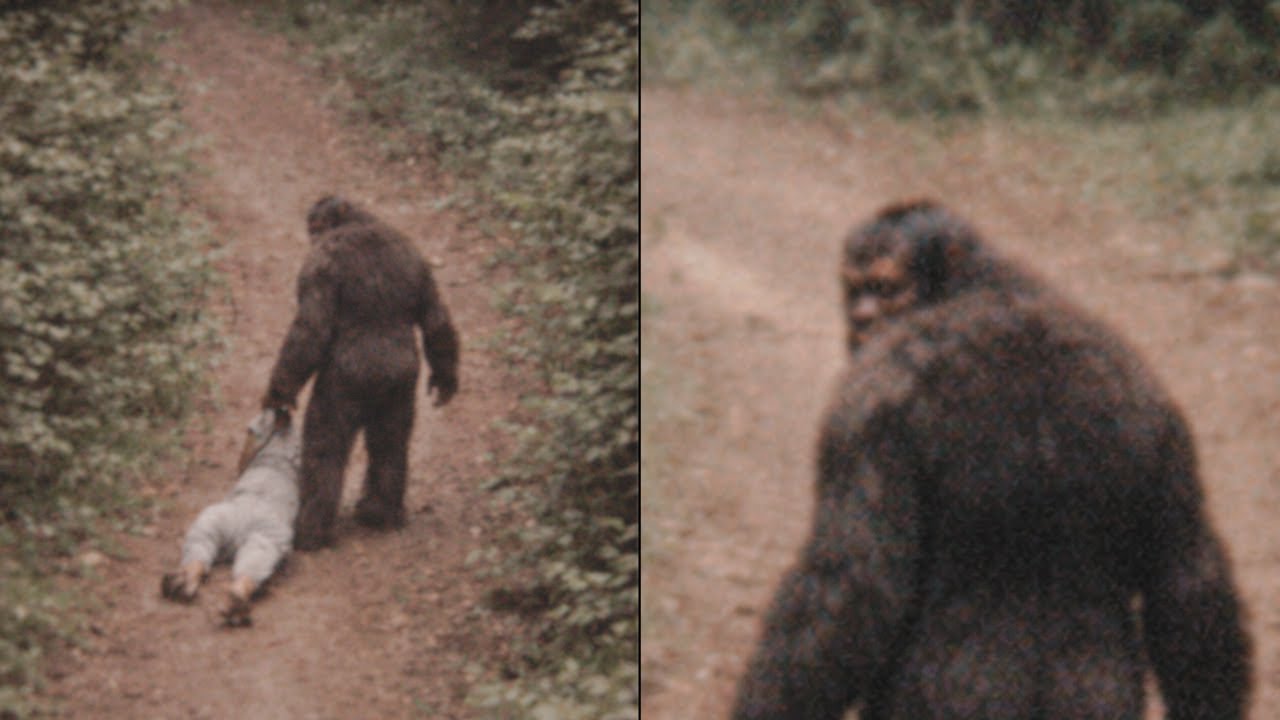 Search Pilot Films Bigfoot Dragging Missing Girl Into Forest | Sasquatch Story