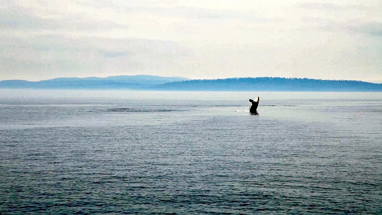 Whale Watching Tour in Seattle Washington - YouTube