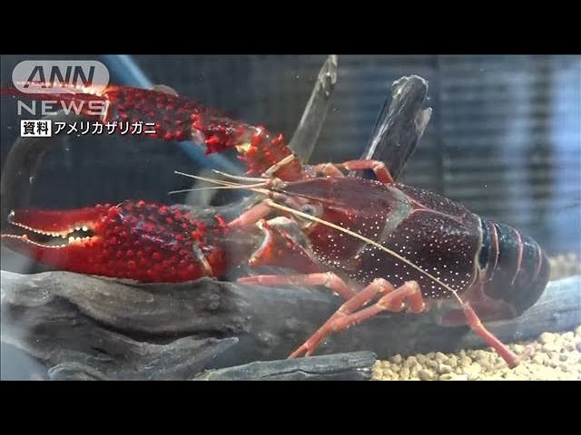 アメリカザリガニ」と「ミドリガメ」輸入や販売、野外への放出が禁止に