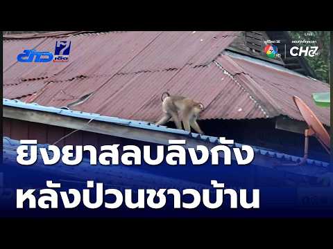 Tranquilizer Dart Used on Nuisance Macaque for Raiding Villagers' Homes | 7 Si News Highlights