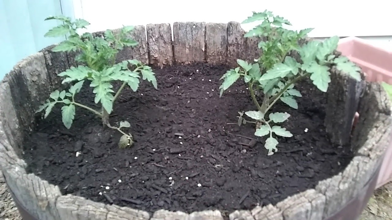 Growing Tomatoes in a Whiskey Barrel! Nervous Nick YouTube