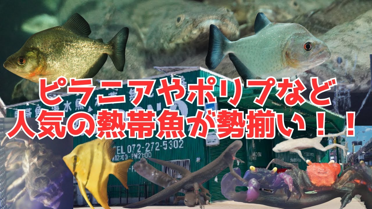 Popular tropical fish such as diamond black piranhas and polyps