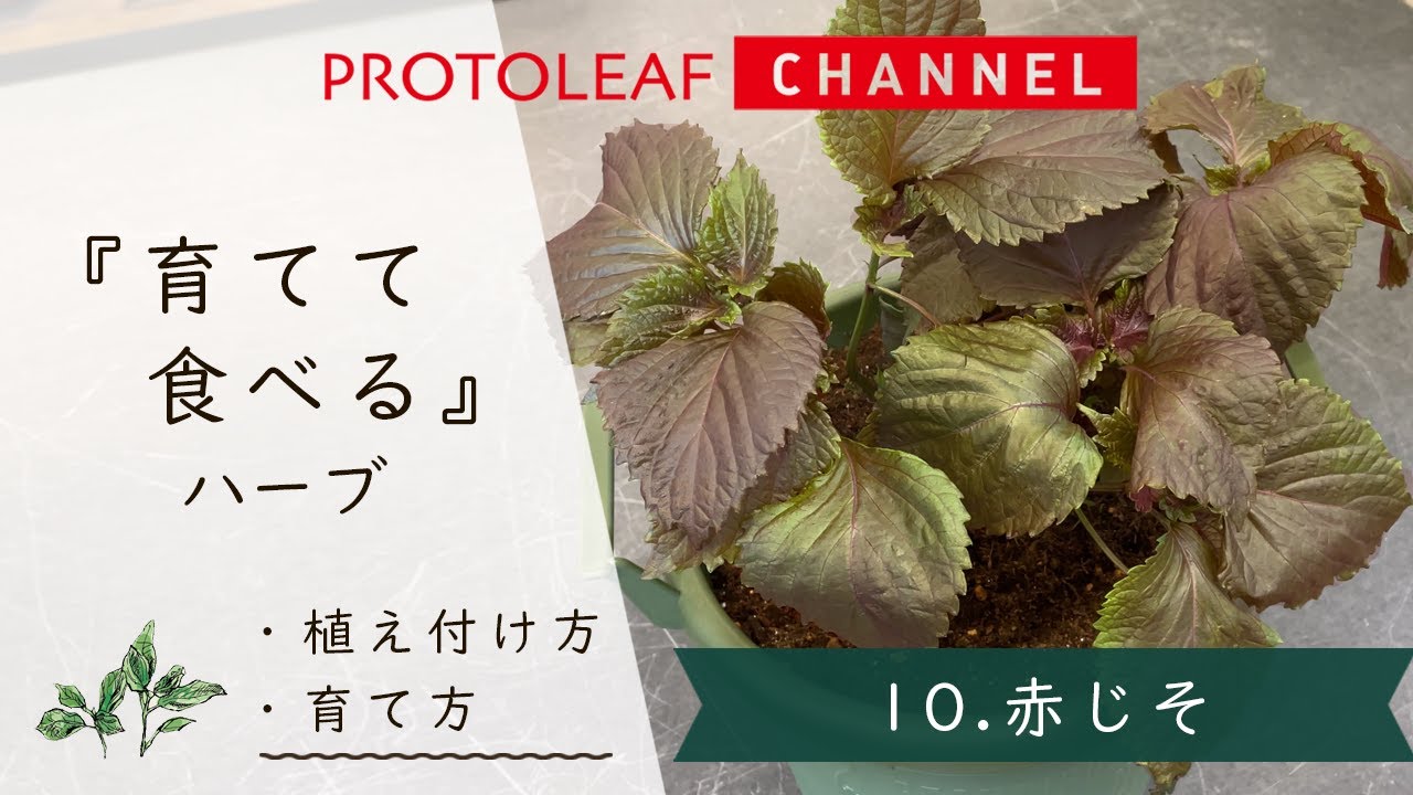 Grow and Eat Herb #10: Red Shiso - YouTube