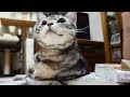 問いかけに「にゃ~!」お返事が完璧すぎる猫