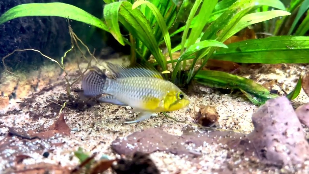 Apistogramma luelingi- pair with fry