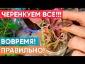 Размножаем вместе! Обзор черенков петунии, колеусов, фикусов, замиокулькаса, бальзамина и др.