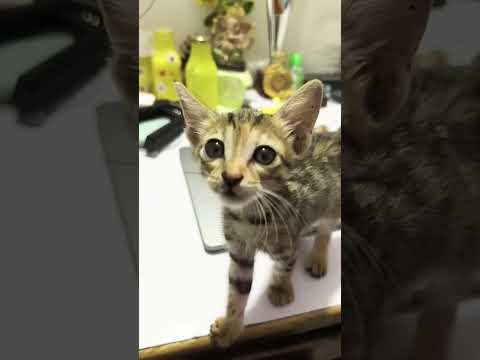 Cat ne attack kar diya.😱#shorts#minivlog #cat