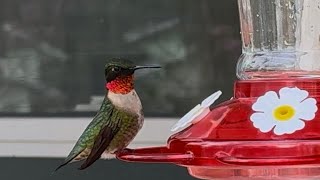 Male Ruby-Throated Hummingbird Net Worth