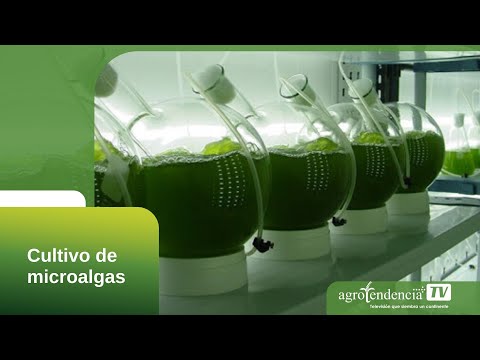 Video: Cómo cultivar chlorella en casa: beneficios, aplicaciones, tecnología