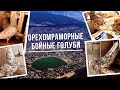 Орехомраморные бойные голуби. Bakı göyərçinləri.