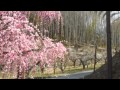 冬から春へ(三笠優子) cover ジャ ンヤマシロ背景 月ヶ瀬梅林