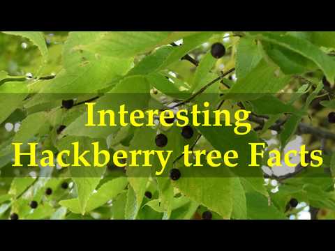 וִידֵאוֹ: Sugar Hackberry Facts - מידע על גידול Sugar Hackberry Fruit