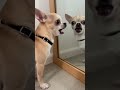 El Chihuahua que se peleó con el espejo... ¡Y está perdiendo!