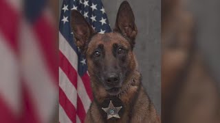 Rockford K9 dead, suspect wounded in police shootout