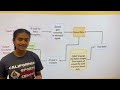 Teens in AI LingEARum