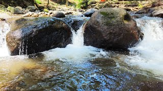 Waterfall Gentle Stream Sound in forest 24/7. Waterfall Sounds, Flowing Water, White Noise for Sleep