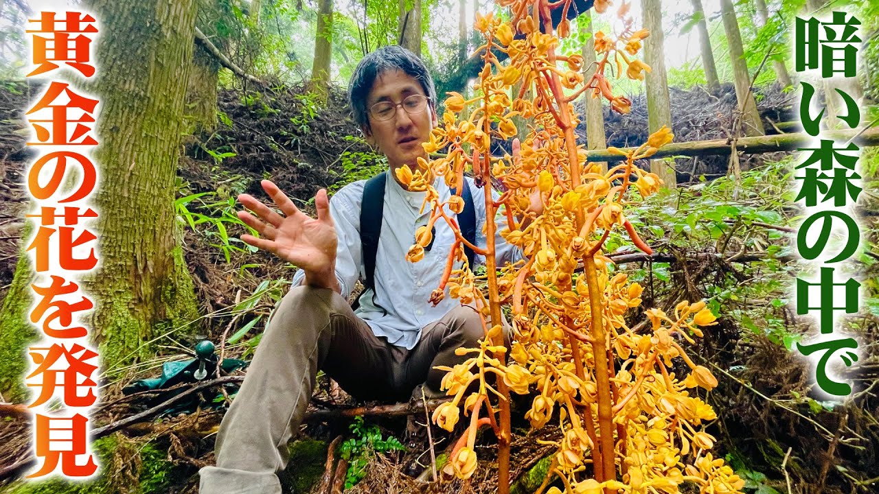 【本田さんの休日】絶滅が危惧される希少な植物「ツチアケビ」はとてつもない存在感だった【ショクナナ植物研究所】