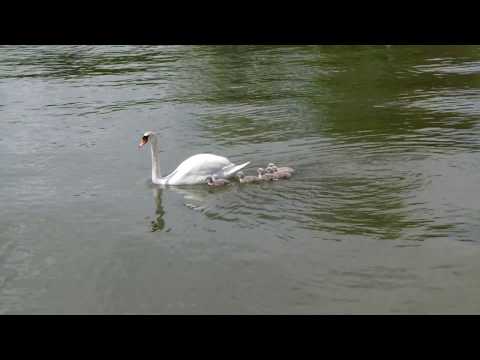 pulcini in riva al lago 🦢🦆🦢 chicks by the lake...4K