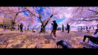 A Washington DC Cherry Blossom moment (2k)