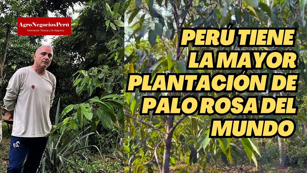 Perú tiene la mayor plantación de árboles Palo Rosa del mundo